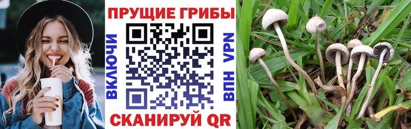 кракен сайт  Богданович  Галлюциногенные грибы мицелий 