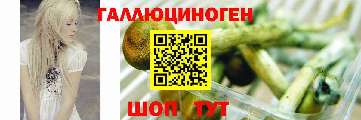 Псилоцибиновые грибы Psilocybine cubensis Богданович